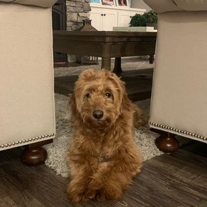 Meet your Posher, Hailey